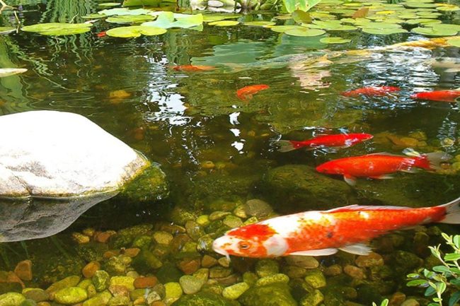 Fish