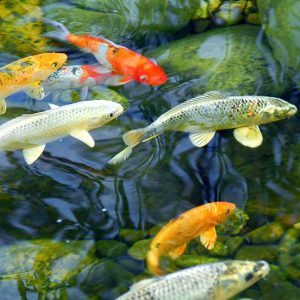 PLANT, FISH CARE AND PREDATOR CONTROL