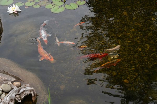 Great Lakes Pondscapes