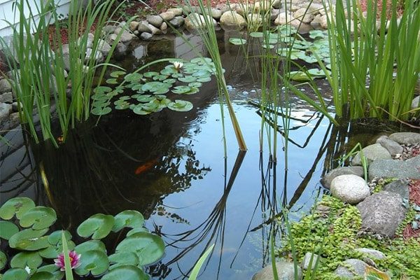 Great Lakes Pondscapes