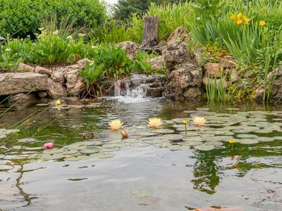 Local Ponds