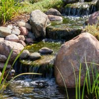 Local Ponds
