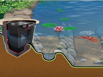 Pond Ecosystem