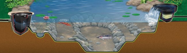 Pond Ecosystem