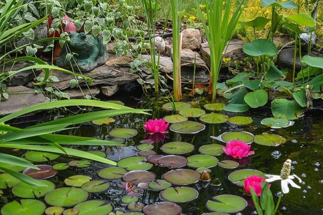 Aquatic plants