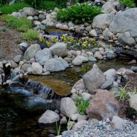 Pondscapes