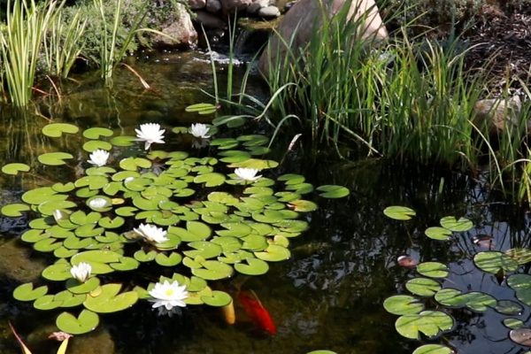 Great Lakes Pondscapes