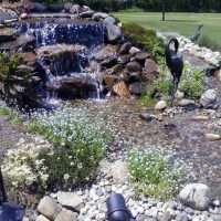 Pondscapes